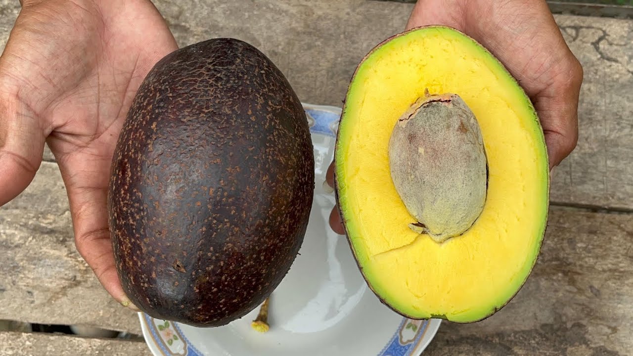 ALPUKAT CUBA RASA PREMIUM