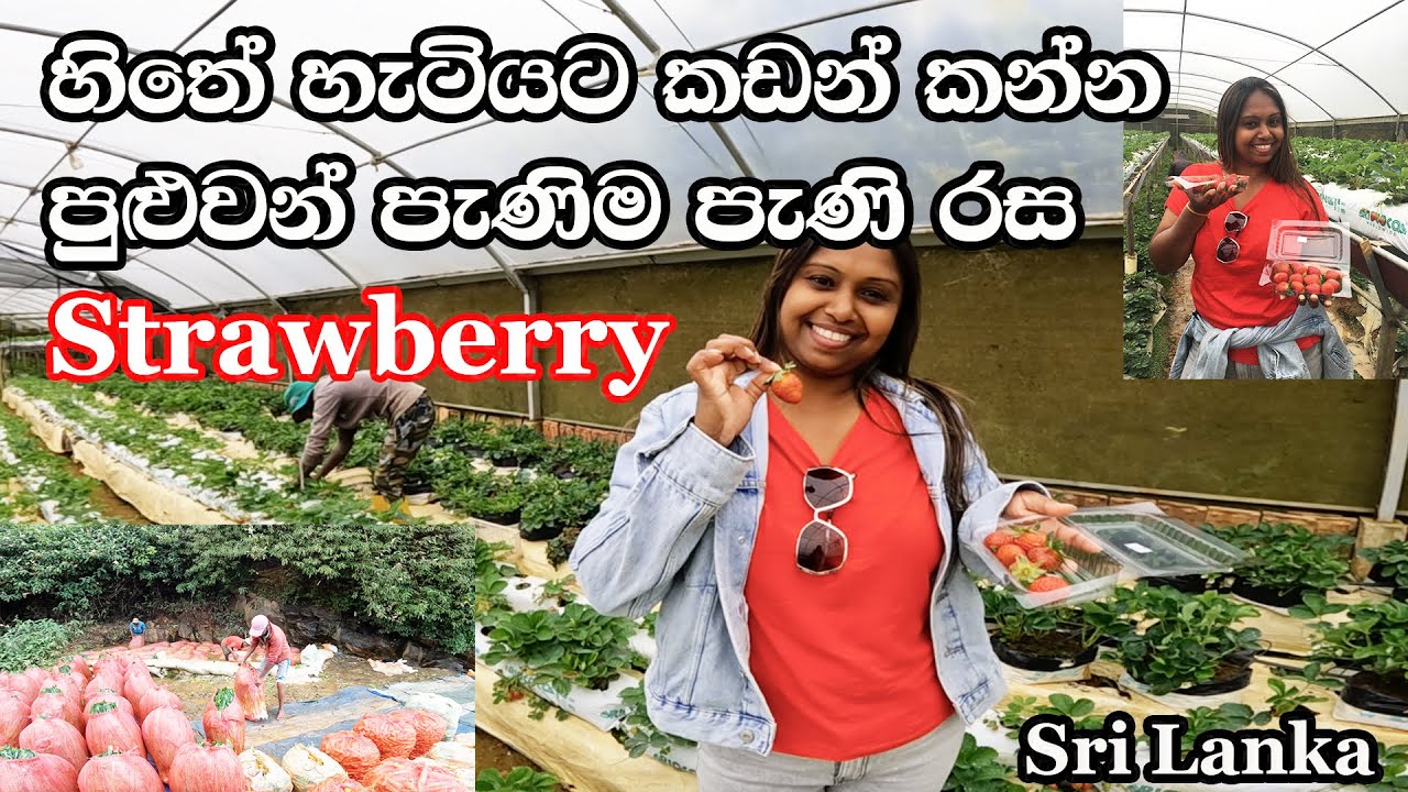 හිතේ හැටියට කඩන් කන්න පුළුවන් පැණිම පැණි රස Strawberry | Ramya Strawberry Farm | @lionwasantha