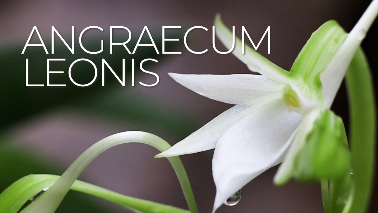 Angraecum leonis (Madagascar and Comoros Island forms) || Orchid Species Spotlight: ORCHID CARE