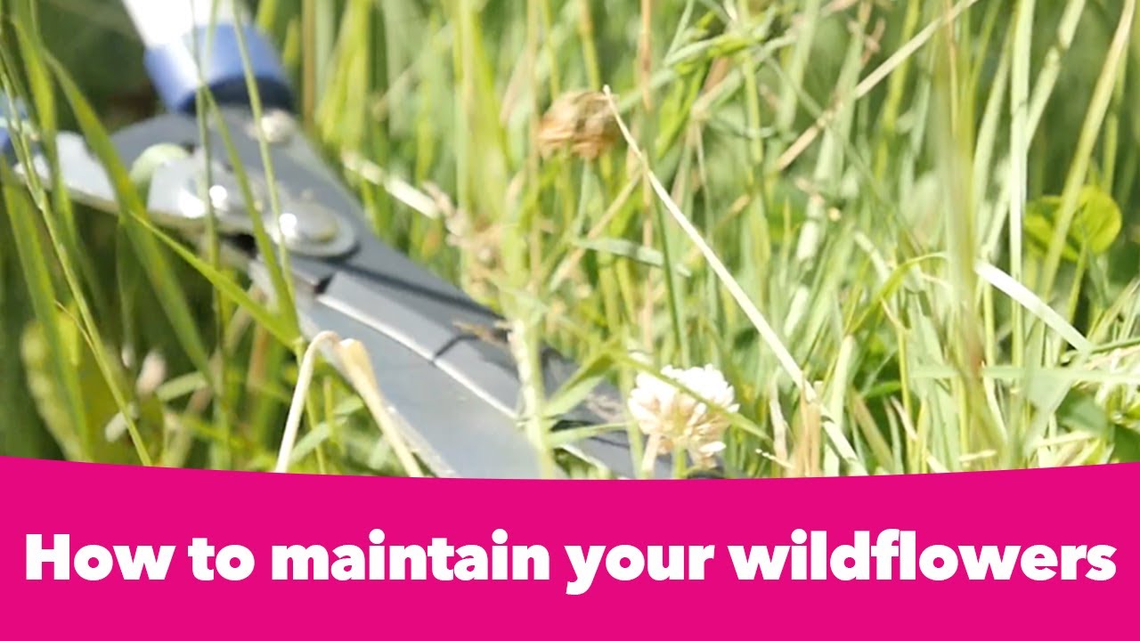 How to maintain your wildflowers