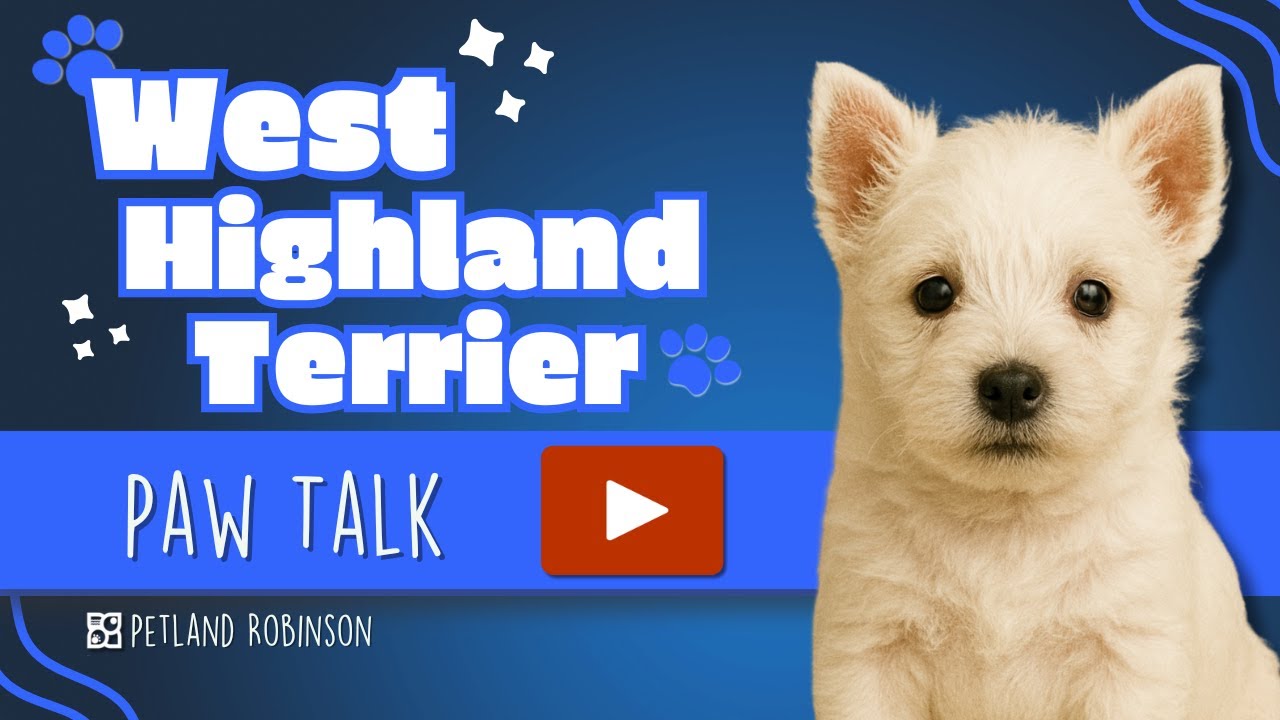 Paw Talk: Is the West Highland Terrier Right for You? | Petland Robinson PA