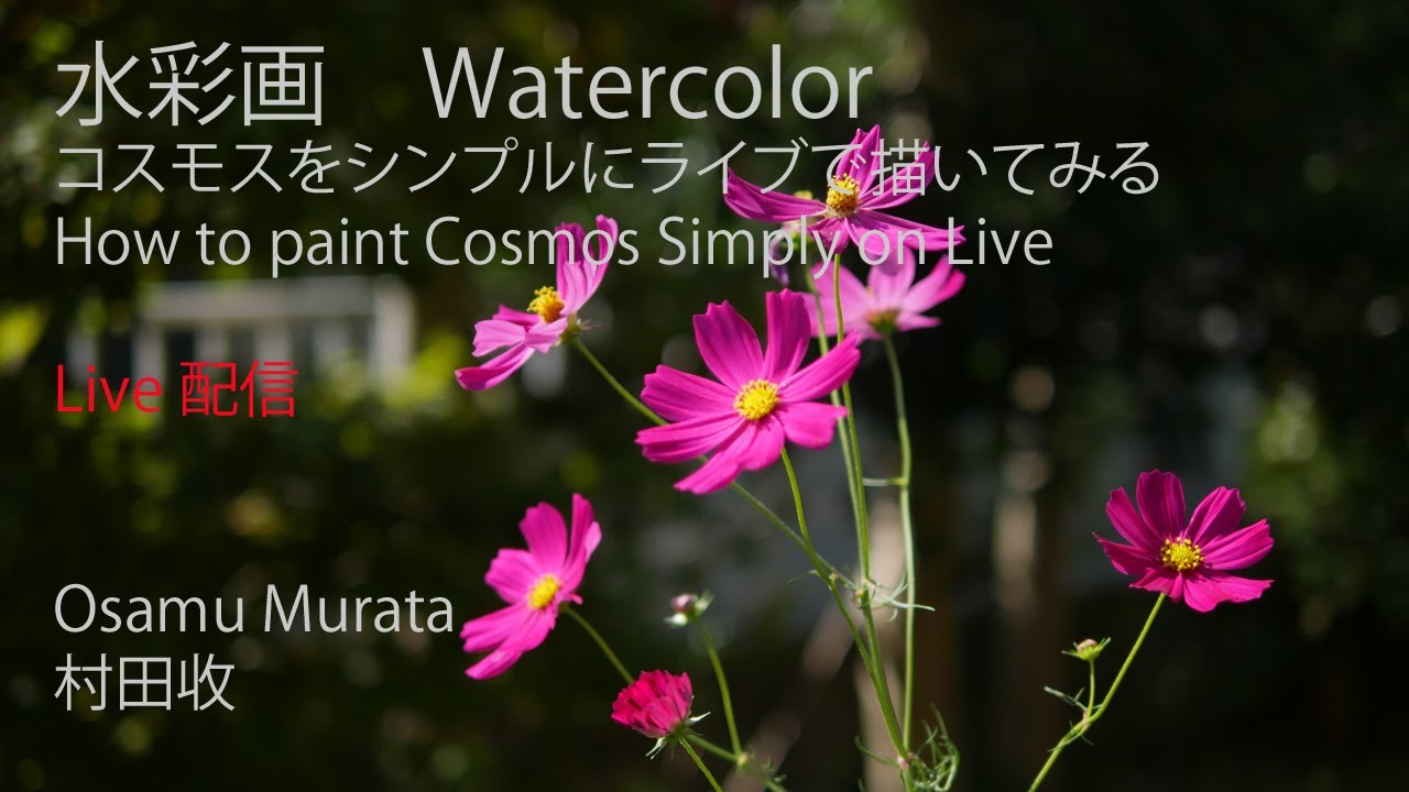 水彩画・ライブ配信 でコスモスをシンプルに描く。村田收・Watercolor live movie painting flower on live.