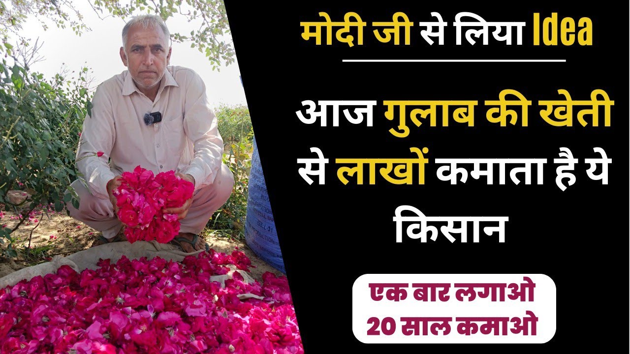 Rose Farming in India | गुलाब की की खेती कैसे करें ? Phool ki Kheti Kese Kren ? Farming Kranti