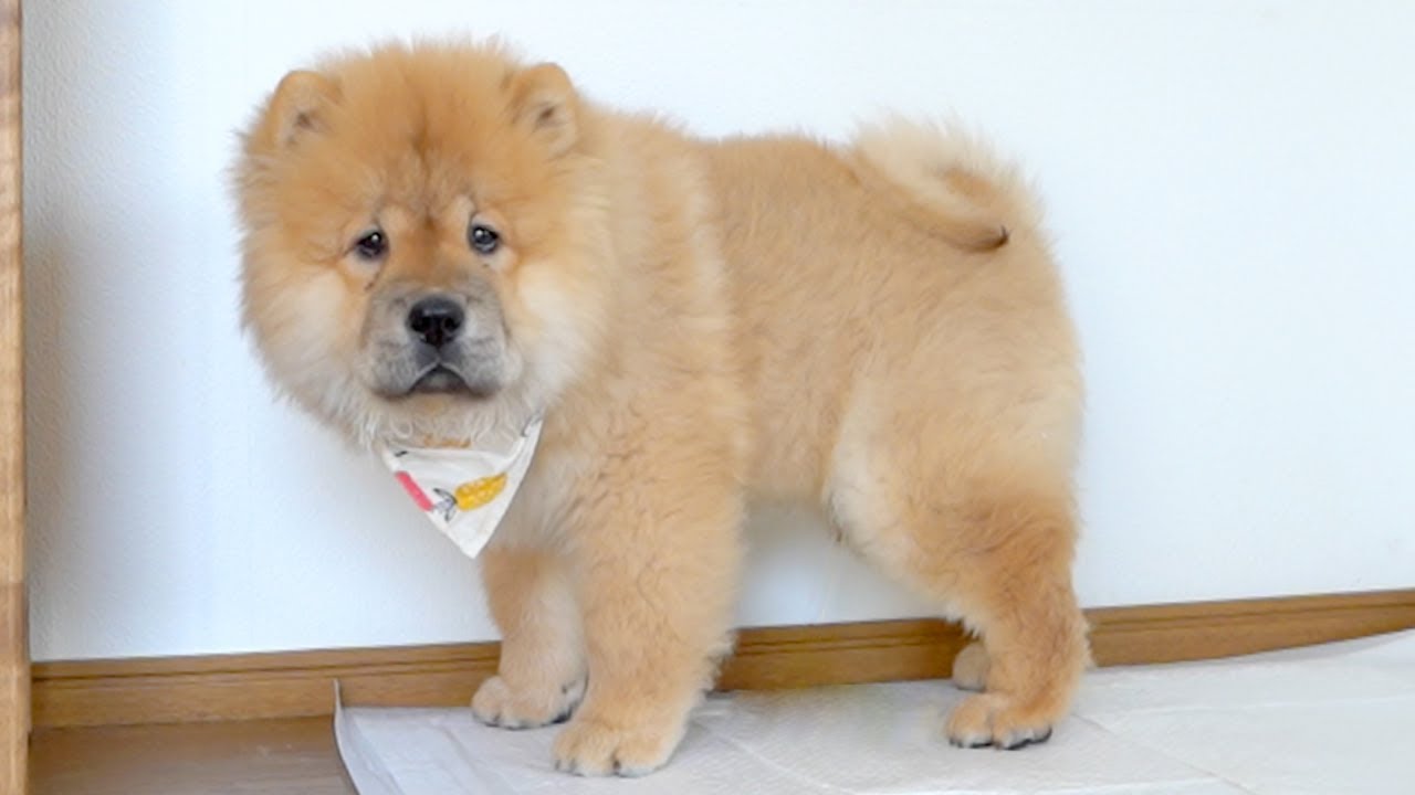 おしっこ限界で慌ててトイレに駆け込むチャウチャウ犬がかわいいw