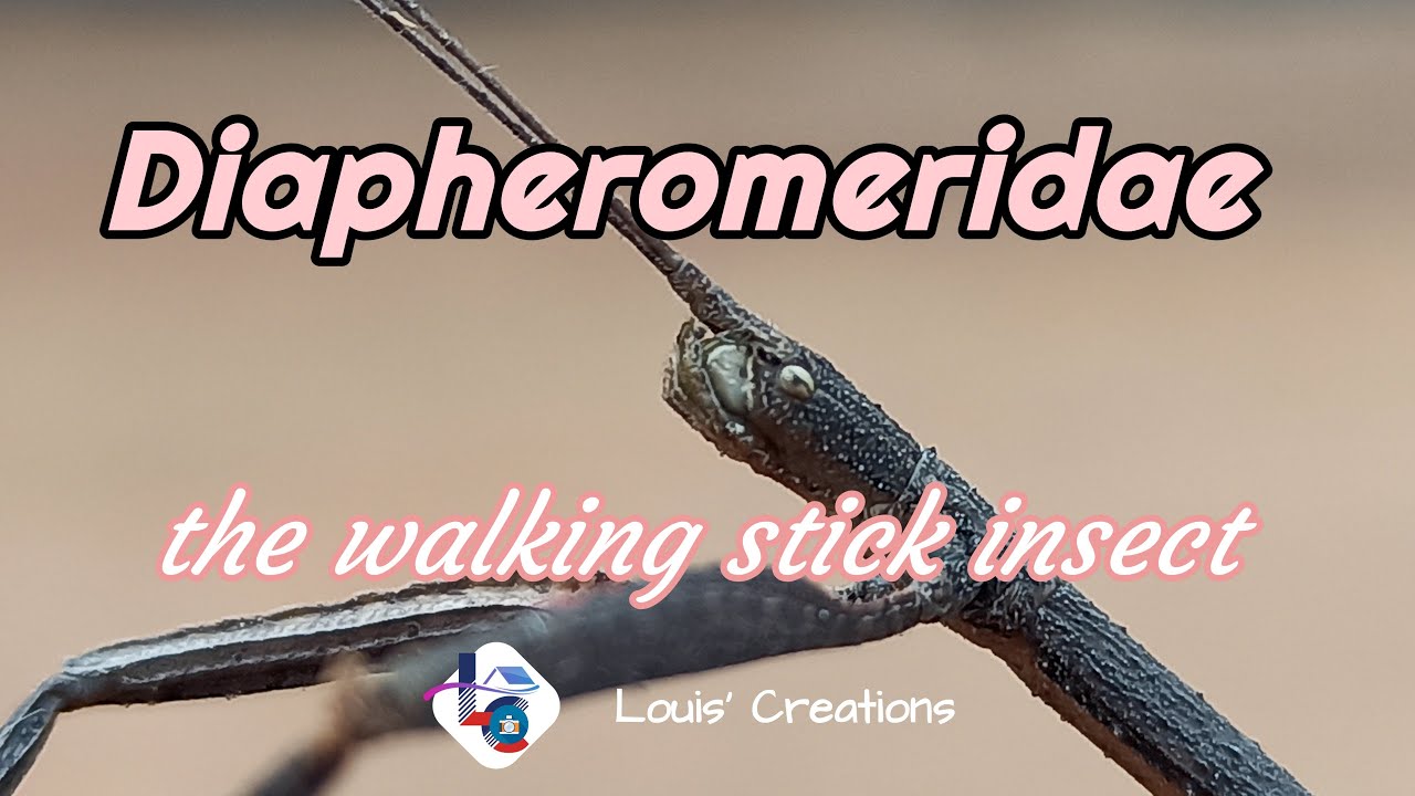 Diapheromeridae : The Walking Stick Insect