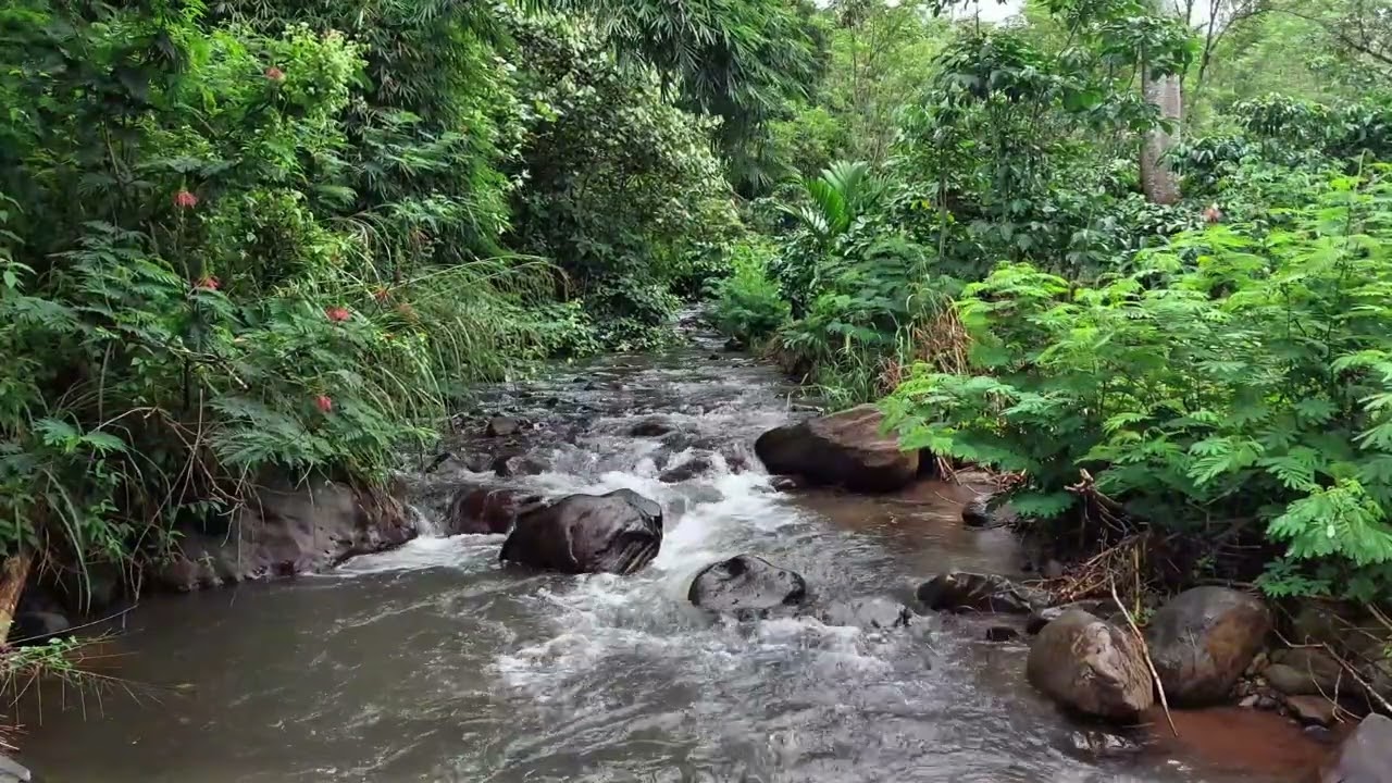 Tranquil Forest Stream Over Stones for Peaceful Study Sessions