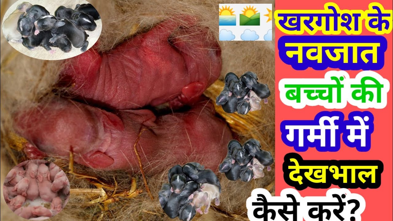 गर्मी में खरगोश के नवजात बच्चों की देखभाल कैसे करें? Khargosh Ke Baccho Ko Garmi Se Kaise Bachaye?