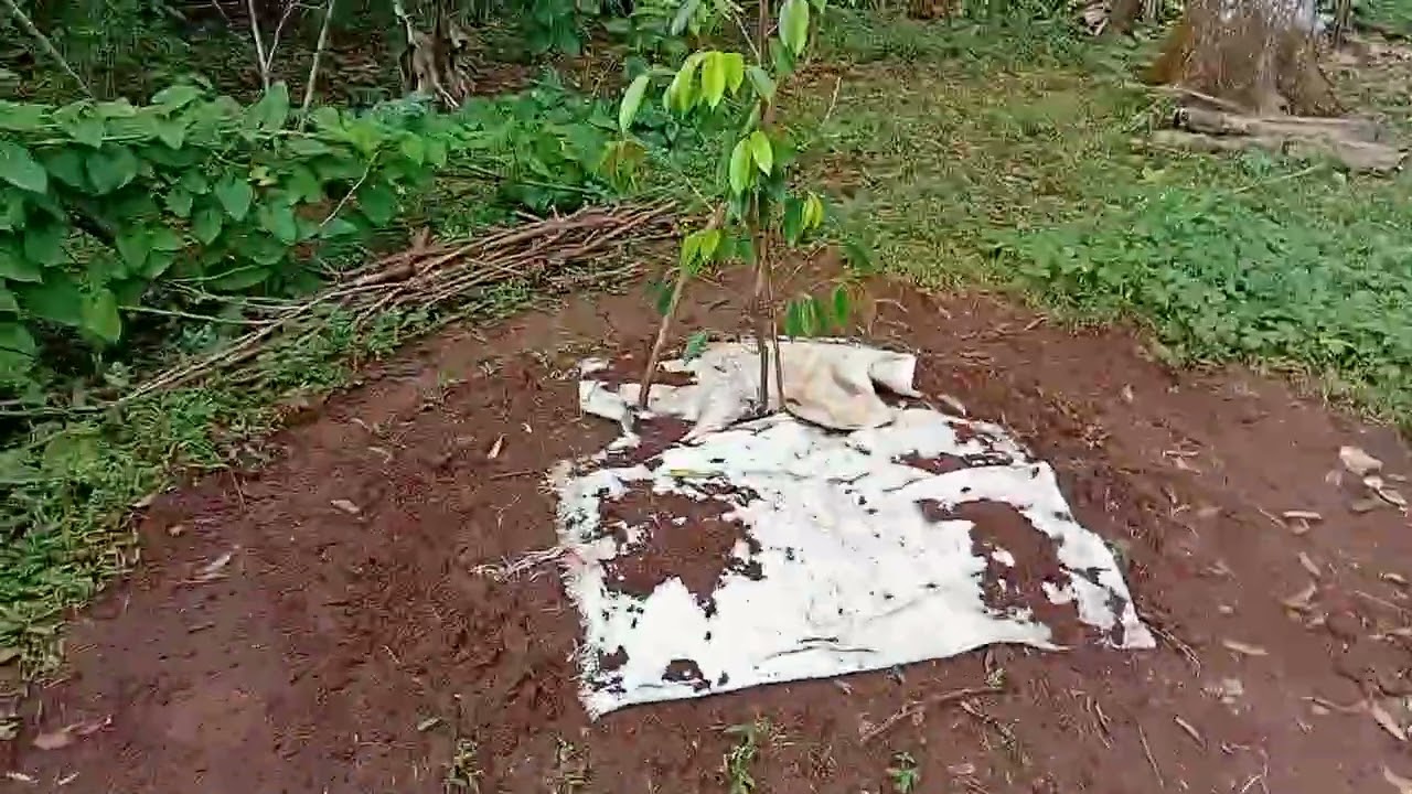 CARA PAKE RABUK NPK.MUTIARA 16.16 BUAT DURIAN PERTUMBUHAN