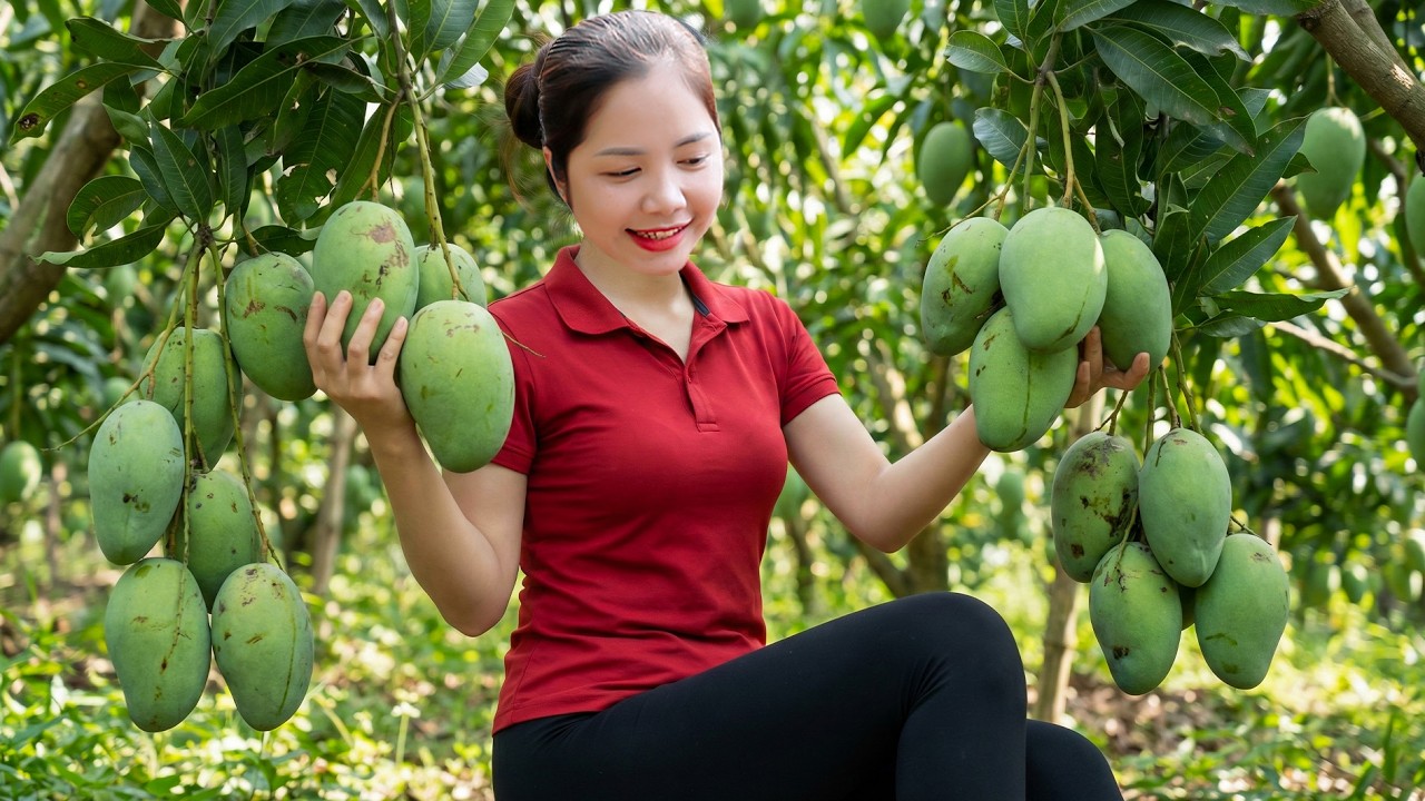 Harvesting 1000+ Hoa Loc Sand Mango Goes To The Market Sell - Tips Soak Mangoes Super Delicious OMG
