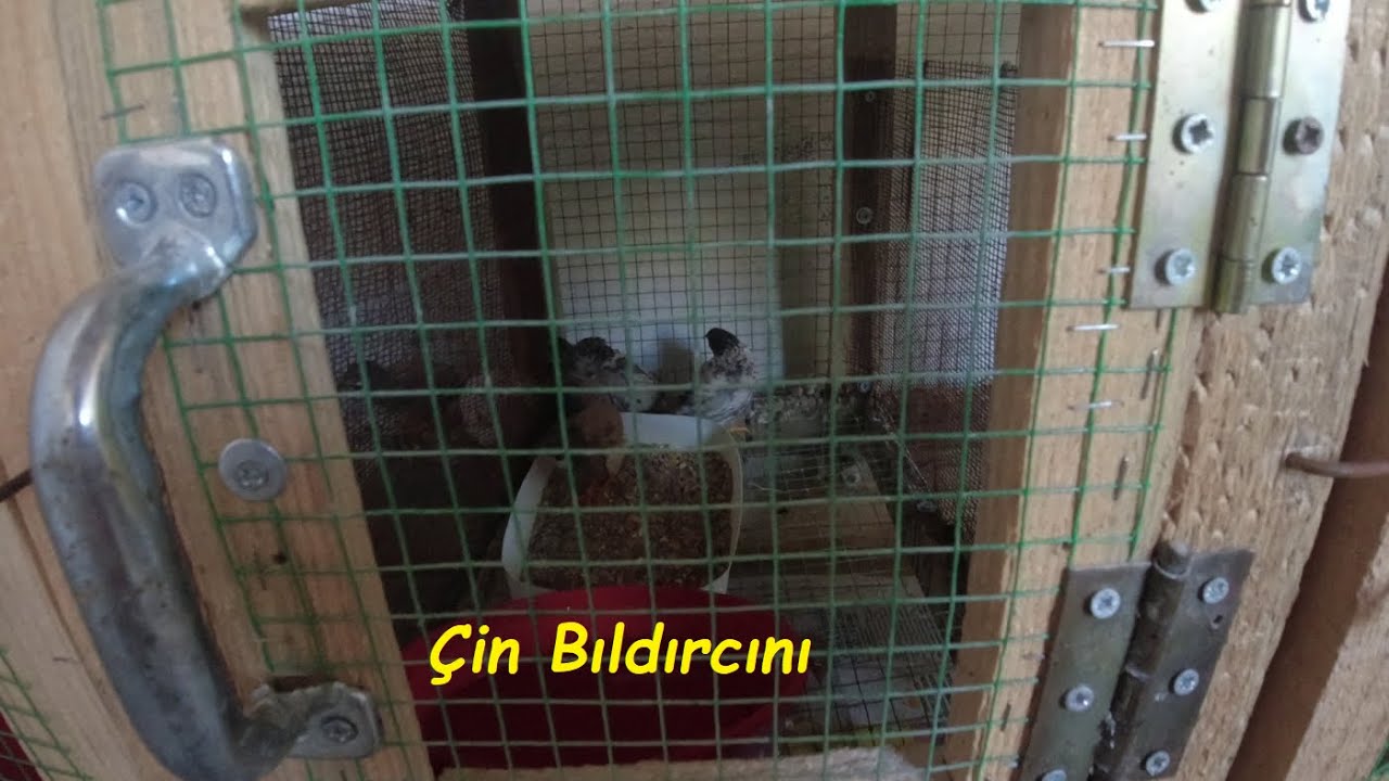 Bıldırcın Beslemeye Başladık | Çin Bıldırcını