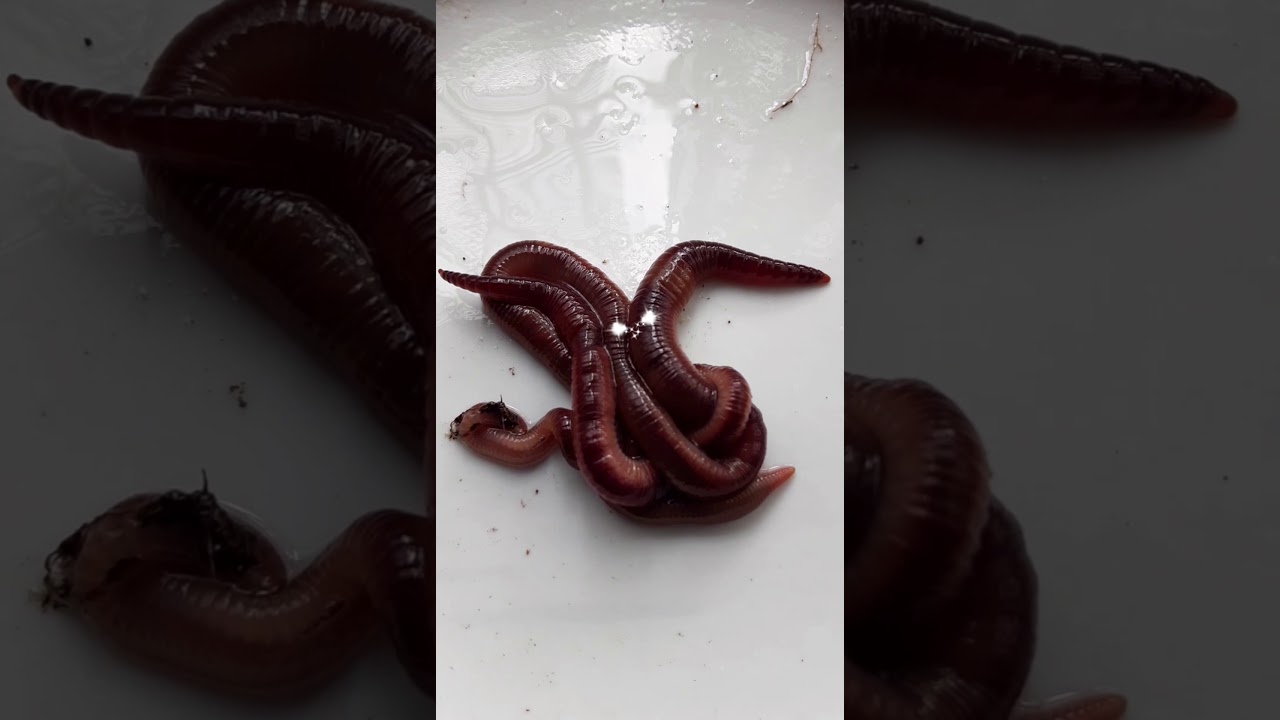 My pet worms, Malaysian blue worm/Perionyx Excavatus 我的宠物蚯蚓，蓝蚯/掘穴环爪蚓