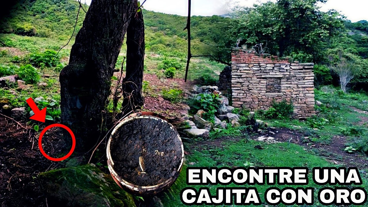encontramos ORO debajo de este ÁRBOL IMPACTANTE !! DETECCIÓN METALICA Y RADIESTESIA