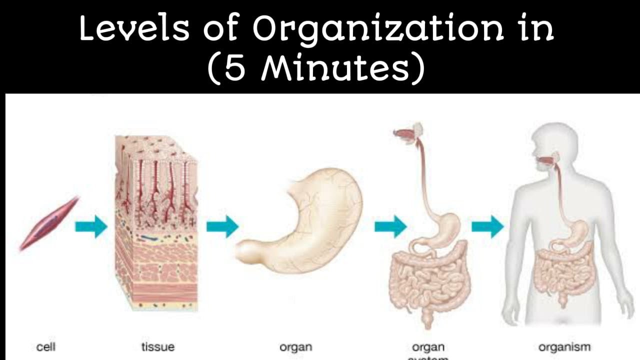 LEVELS OF ORGANIZATION IN URDU/HINDI