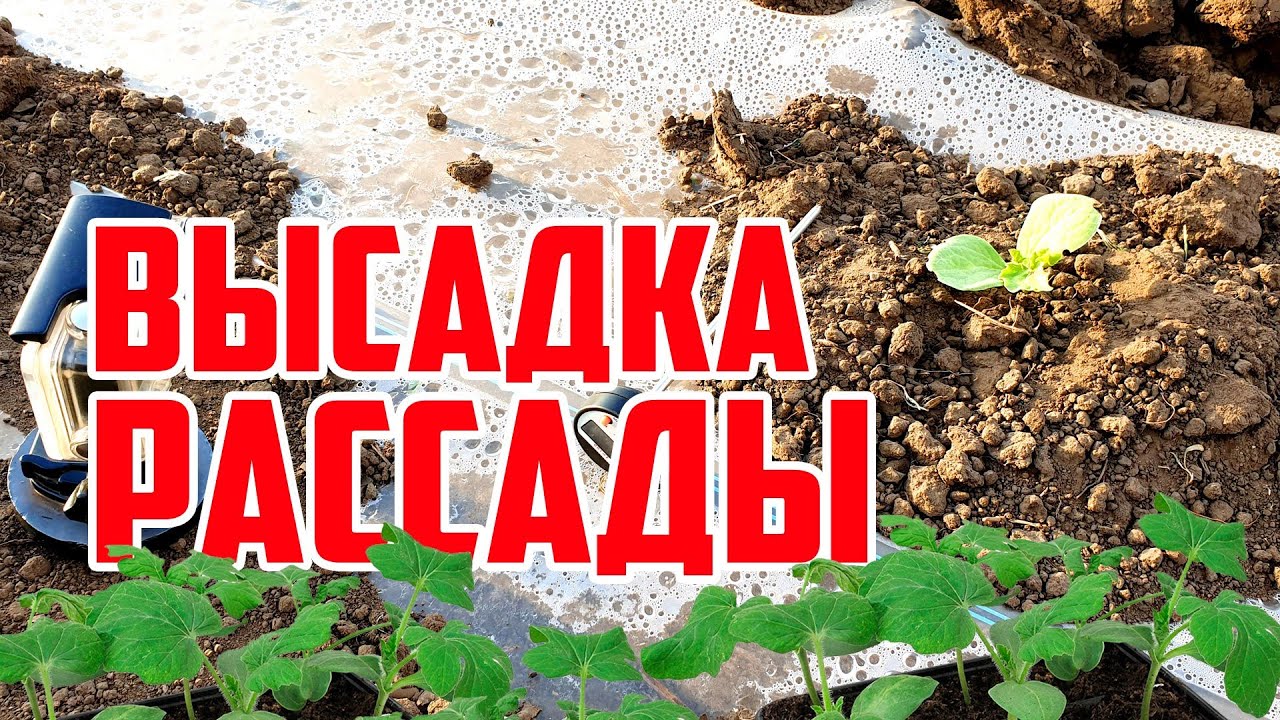 Высадка рассады в открытый грунт 04 05 20