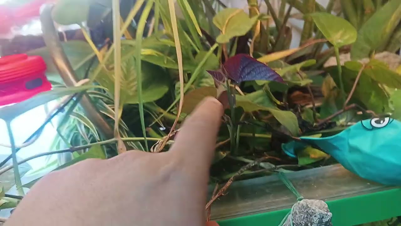 Day 10: No water change challenge.( Pinakakain ko sila ng duckweed)