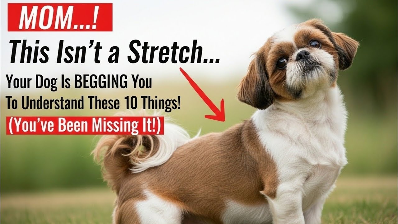 Your Dog Is BEGGING You To Understand These 10 Things! (You've Been Missing It!)