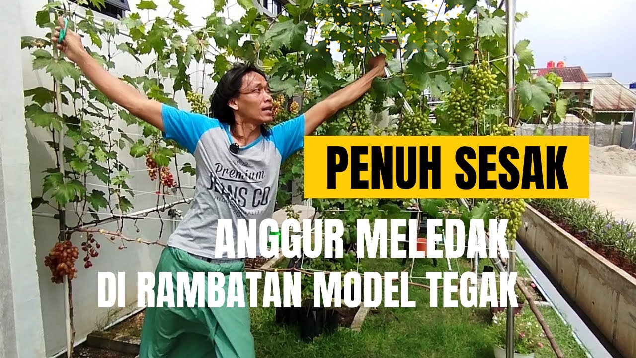 Penuh Sesak! Anggur Meledak di Rambatan Model Tegak!