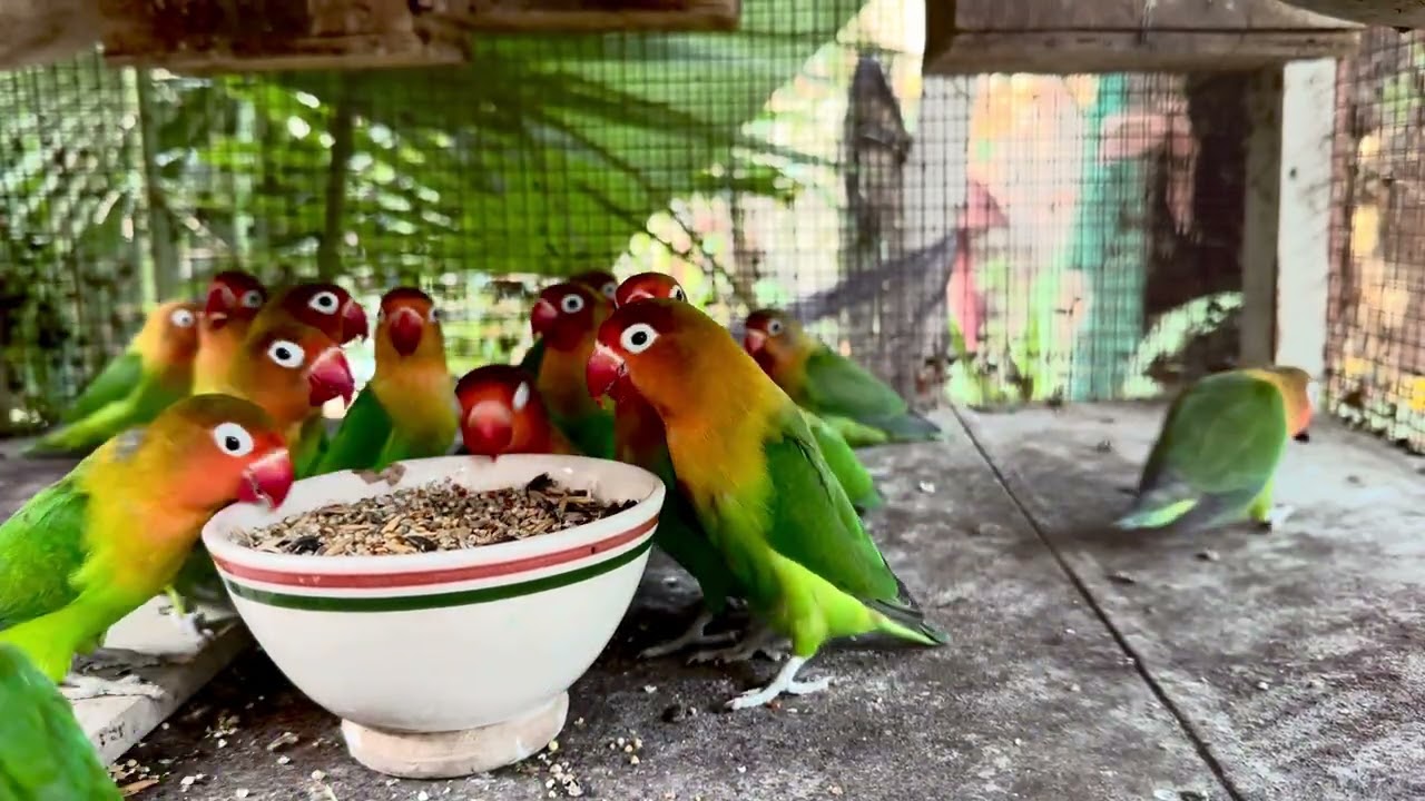 Hungry Lovebirds 🦜 