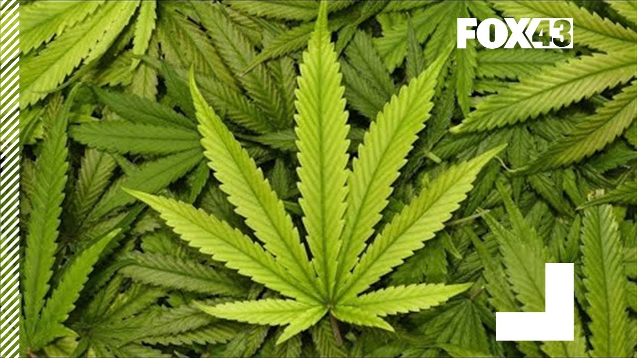 Can cannabis help treat COVID-19?