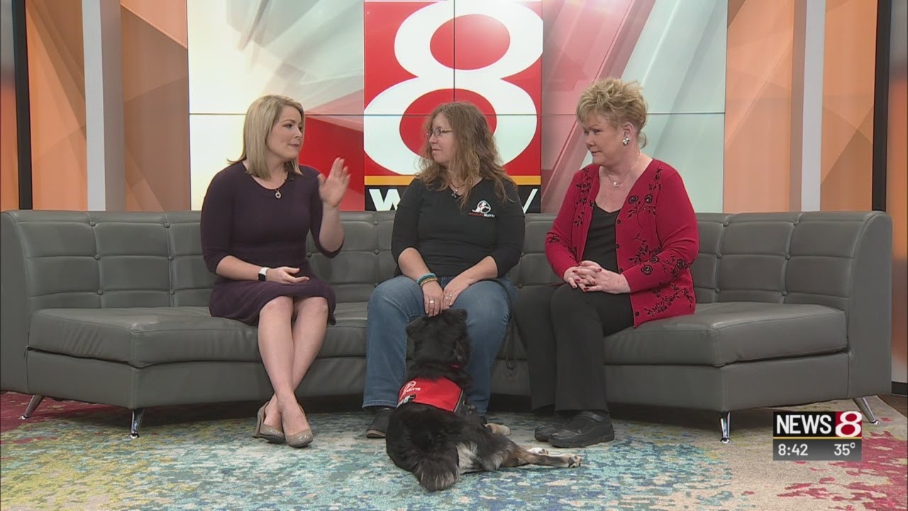Spotting fake service dogs