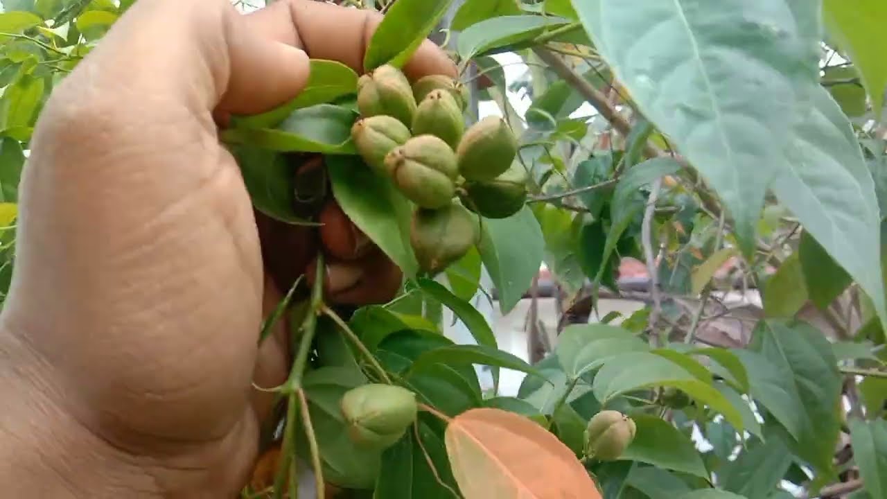 এই গাছ আগে কখনো দেখেছেন জামাল গুটার গাছ|jamalgota ke fayde