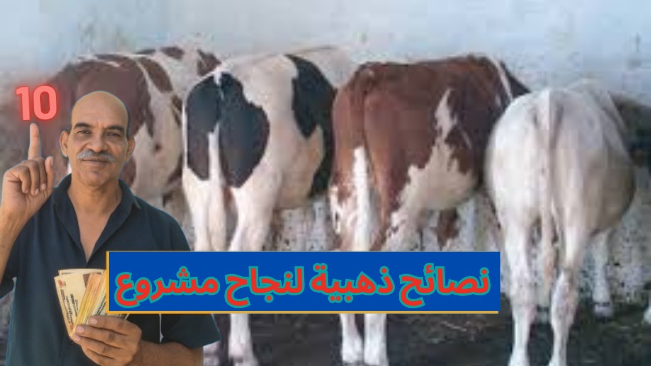 10 نصائح ذهبية لنجاح مشروع تربية العجول – خبرة سنين من قلب المزرعة!