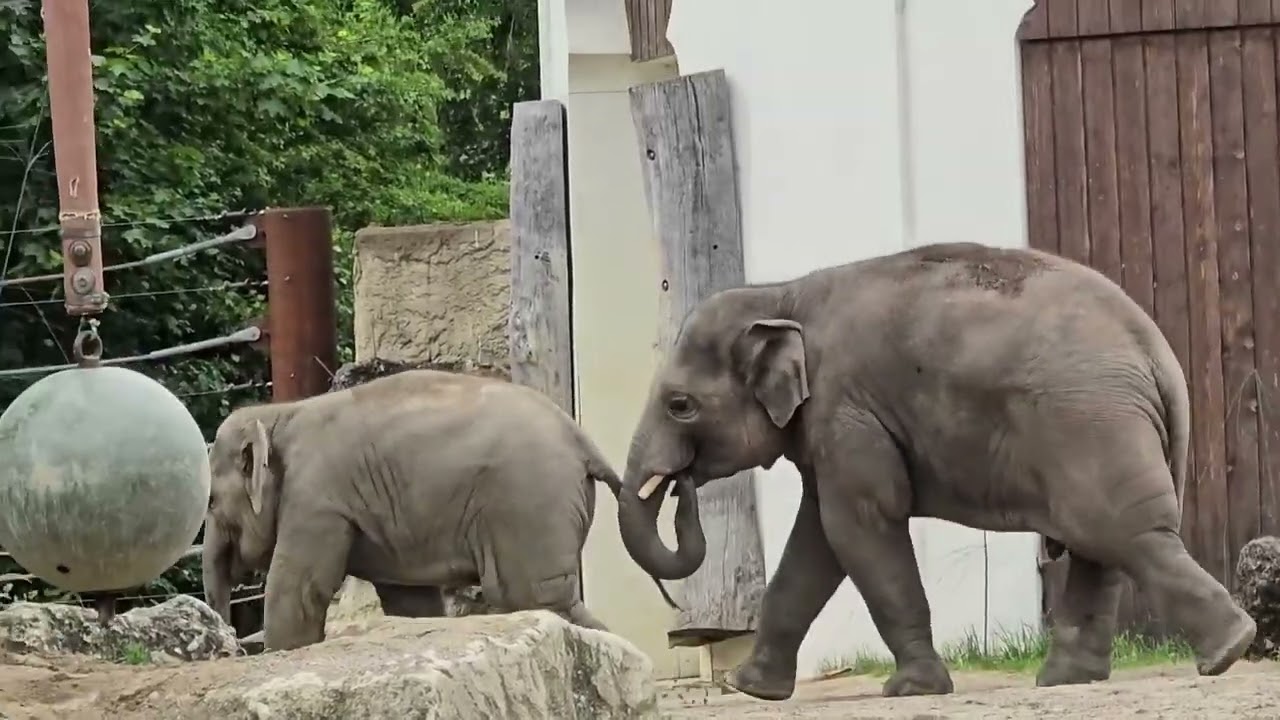 Elefanten Otto & Savani's Spielstunde 🐘#tierparkhellabrunn #elefant #elefantenalltag