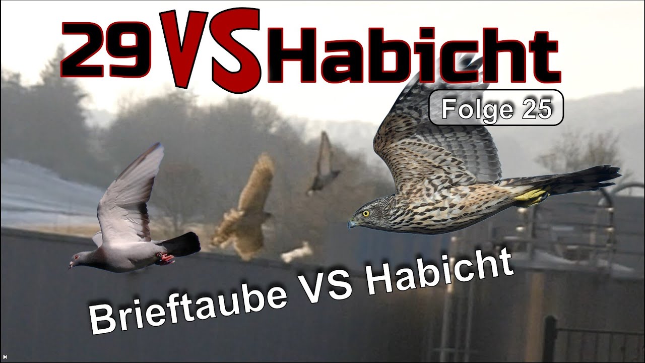 Habicht im Jagdrausch – Angriff auf meine Brieftauben!