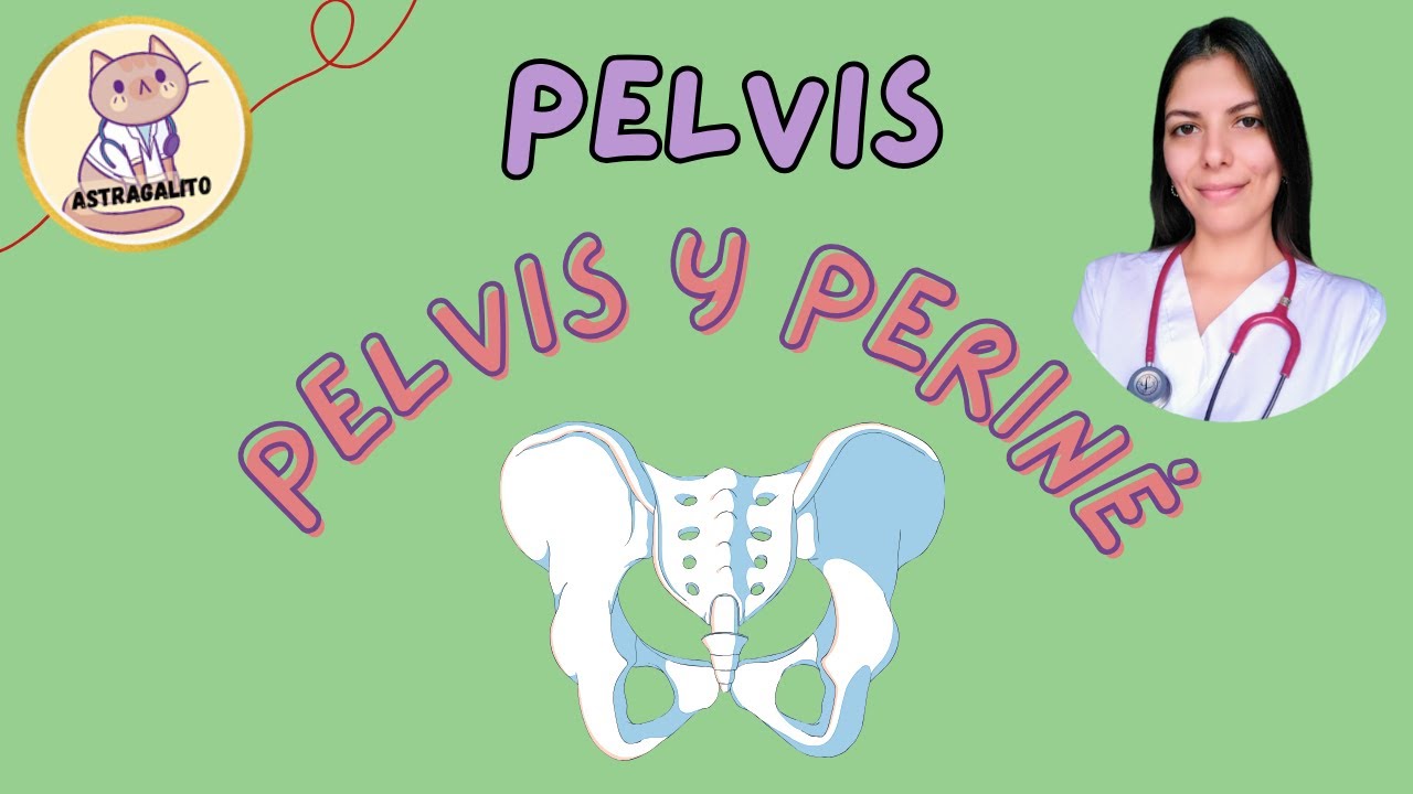 PELVIS Y PERIN&Eacute; | ANATOM&Iacute;A- UBA