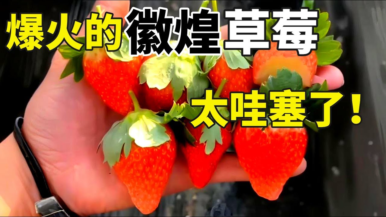 草莓新宠“徽煌”试吃，念念不忘的徽煌草莓，到底值不值得火？【手艺人飞羽】