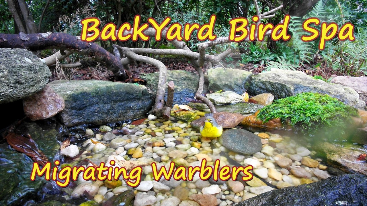 BackYard Bird Spa - Fall Migrating Warblers 2025