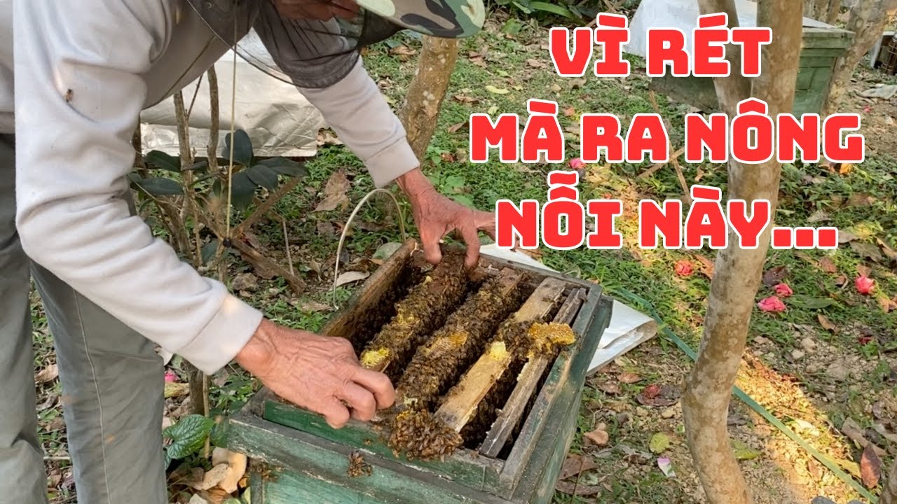 Mấy ngày rét không thăm ong, đến lúc mở ra thì ong phá tan hoang!