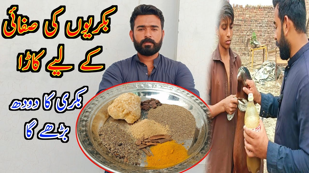 How To Care Goats After Delivery - Bkryon Ki Sfayi KY Liye Kaara