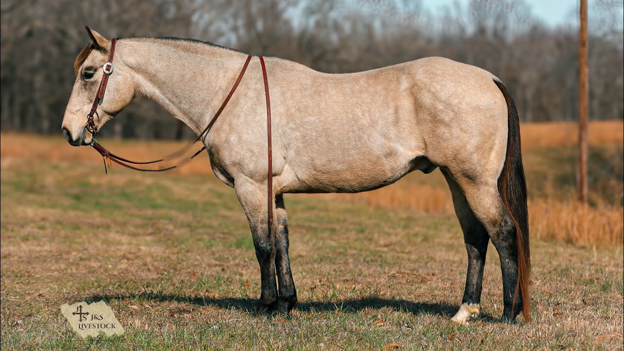 BRUNO- 11yr old buckskin gelding. Selling exclusively on Horsebid.com