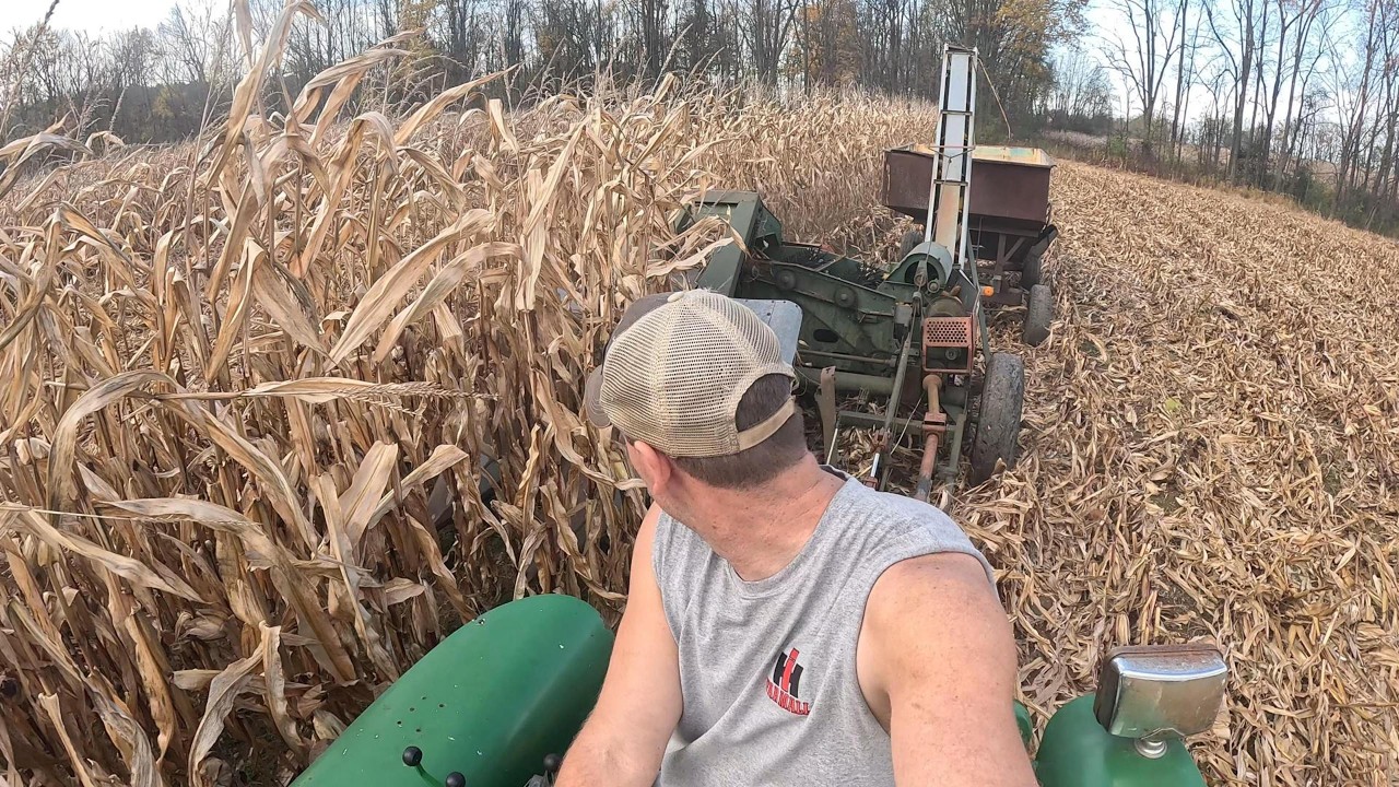 Corn harvest 2024. A day picking corn with 75 plus year old equipment.