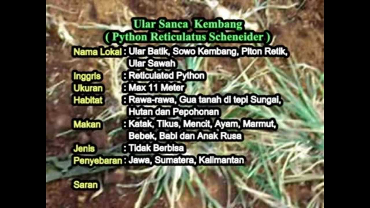 Ular Sanca Kembang (Broghammerus reticulatus) - BudiPedia