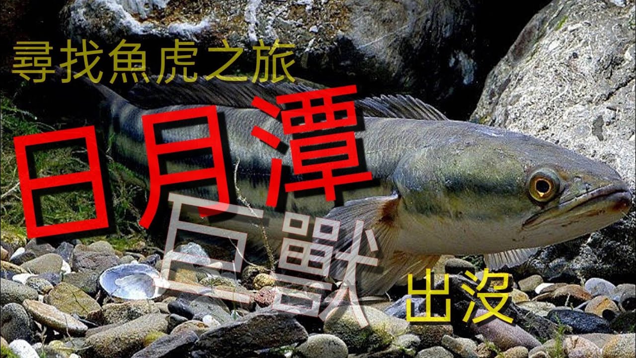 ＃日月潭 ＃尋找魚虎之旅 尋湖日月潭探勘百斤魚虎日月潭魚虎突暴增危害水域 萬人泳渡添隱憂 電氣除魚虎！日月潭一周「打虎」破6000尾/ Fishing  台湾の釣り