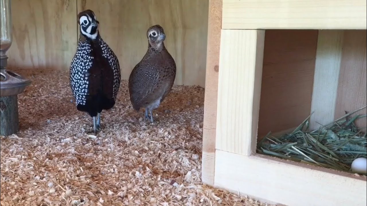 Mearns Quail Calling ( They Sound Like Bottle Rockets )