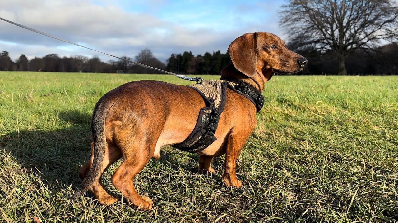 Mini dachshund sees deer for the first time