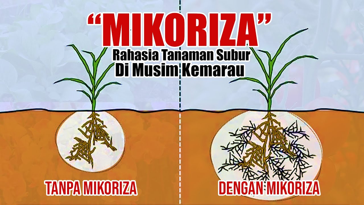 JARANG DIKETAHUI ❗❗❗ RAHASIA TANAMAN SUBUR DI MUSIM KEMARAU DENGAN JAMUR MIKORIZA