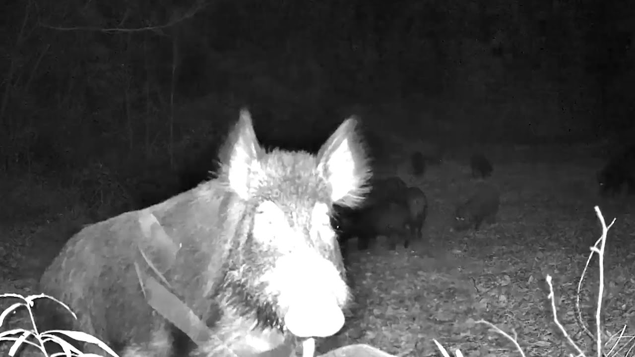 Wild hogs destroy the camera - Critter Bowl - 01/05/2026