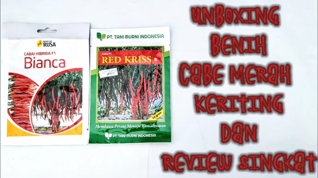 Perbandingan Benih CMK Hybrida F1 | Red Kriss Tani Murni dan Bianca Cap Rusa