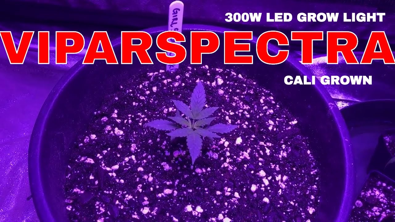 Viparspectra 300w LED Grow Vlogs #3: GSC FastBuds AutoFlower