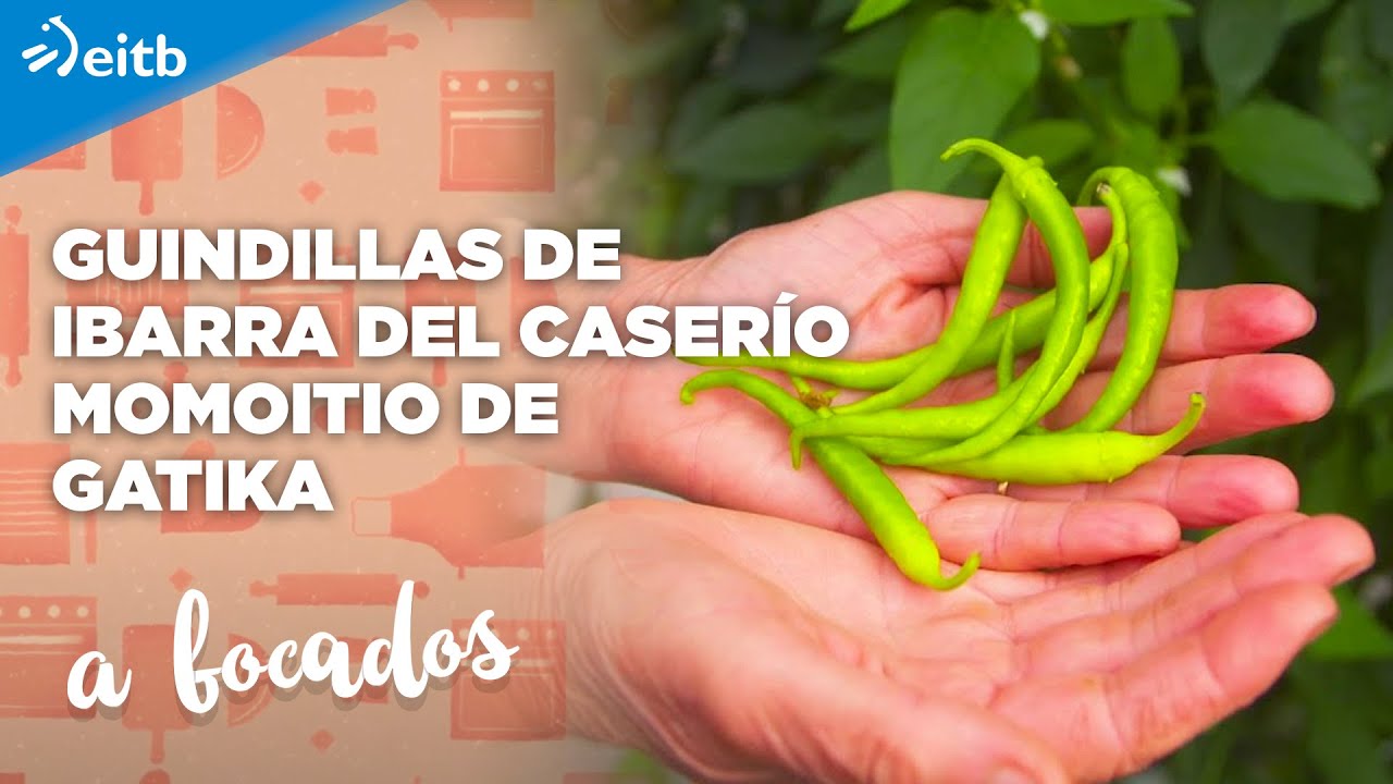Visitamos la plantación de guindillas de Ibarra del caserío Momoitio de Gatika