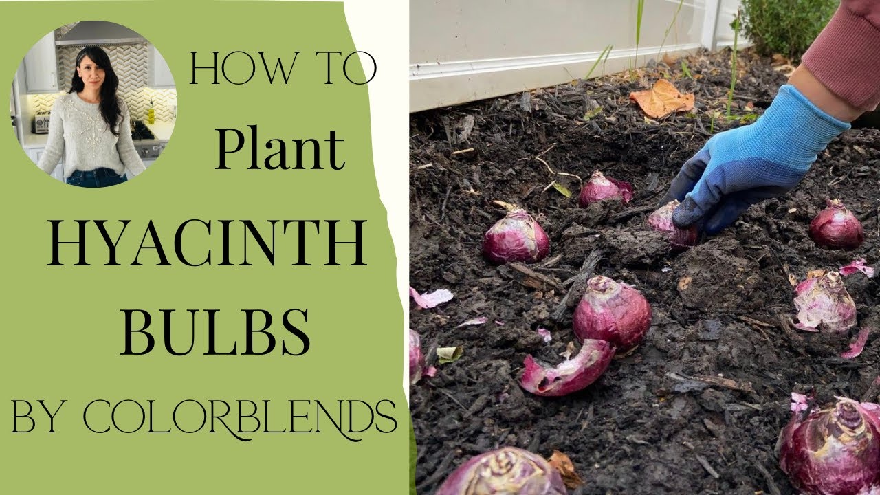 Planting Hyacinth Bulbs