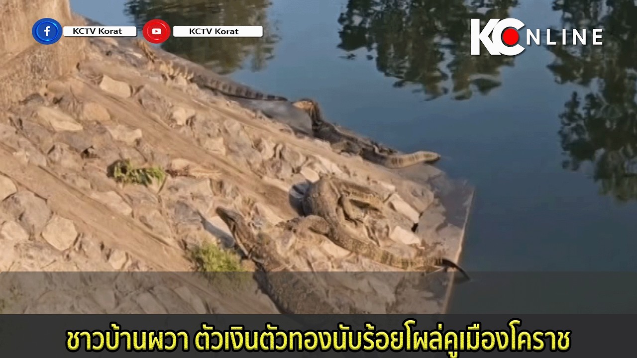 ชาวบ้านผวา ตัวเงินตัวทองนับร้อยโผล่คูเมืองโคราช