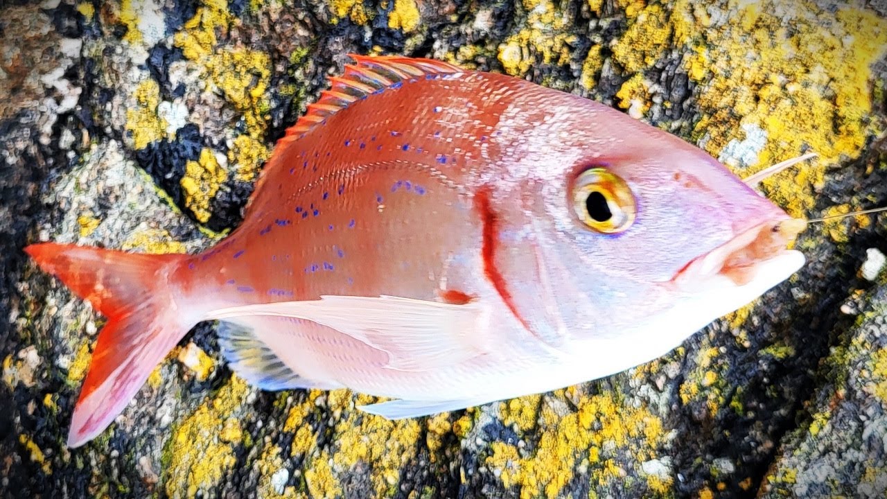 Pêche à Fond de Pageots à l'arénicole congelée (en mer du bord )
