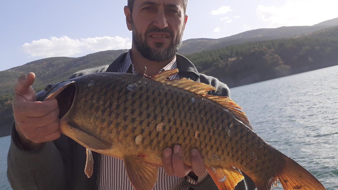 #sazanavı# balıkavı ESIMLE GINE BOL AKSIYONLU 2 GUNLUK #kamp#huzur #fish#keşfet#fishing#carpfishing