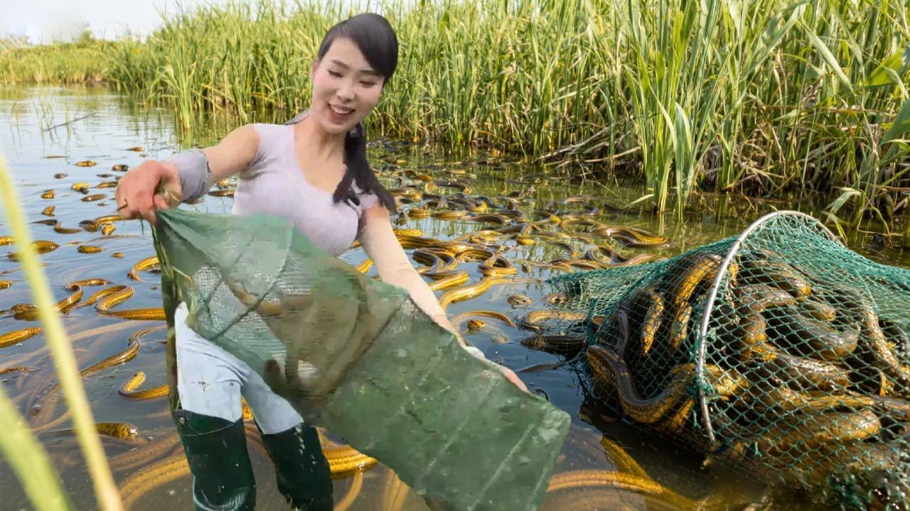 美女盘荷花鱼塘抓黄鳝，看三天能不能抓50斤，不料黄鳝太多抓都抓不完！