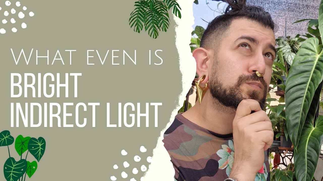 What is Bright Indirect Light? | Hack for getting houseplants with their lighting